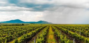 Vine Farm In Romania