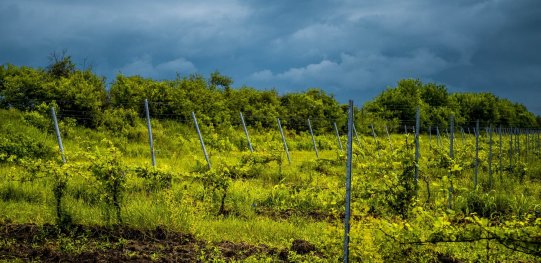 Romania Vine Farms